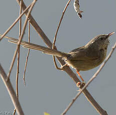 Prinia à gorge noire