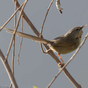 Prinia à gorge noire