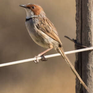 Prinia à joues rousses