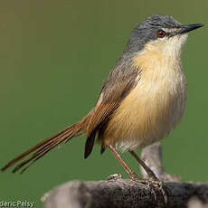 Prinia cendrée