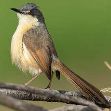 Prinia cendrée