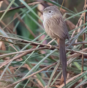 Prinia de Burnes