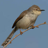 Prinia de Hodgson