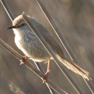 Prinia du Namaqua