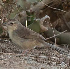 Prinia forestière