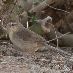 Prinia forestière