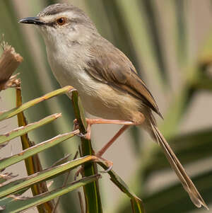 Prinia modeste