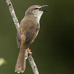 Prinia modeste