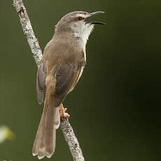 Prinia modeste