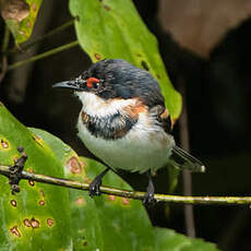 Pririt à collier