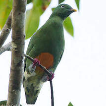 Ptilope à ventre orange