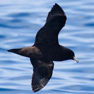 Puffin de Parkinson
