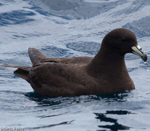 Puffin de Parkinson