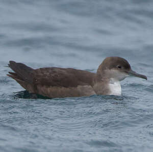 Puffin des Baléares