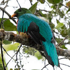 Quetzal doré