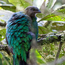 Quetzal doré