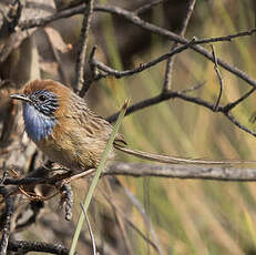 Queue-de-gaze du mallee