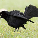 Quiscale noir