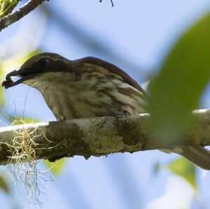 Rhabdornis à tête brune