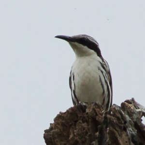 Rhabdornis à tête striée