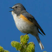 Robin à flancs roux