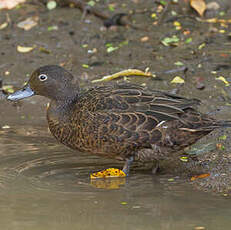 Sarcelle brune