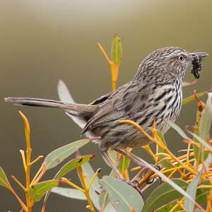 Séricorne montanelle