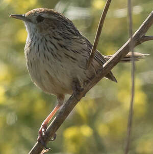 Séricorne strié