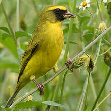 Serin à diadème