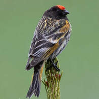 Serin à front rouge