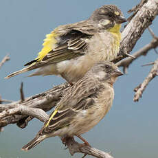 Serin à poitrine citron