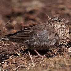 Serin d'Ankober