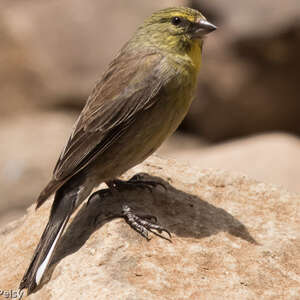 Serin de Symons