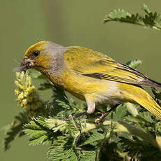 Serin du Cap