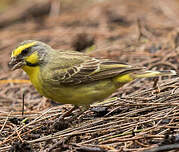 Serin du Mozambique