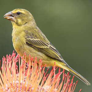 Serin soufré