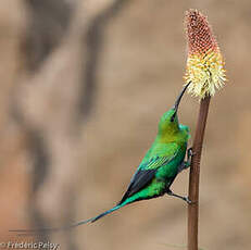 Souimanga malachite