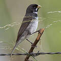 Double-collared Seedeater