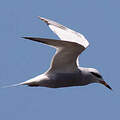 Snowy-crowned Tern