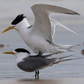 Greater Crested Tern