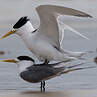 Greater Crested Tern