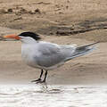 Royal Tern