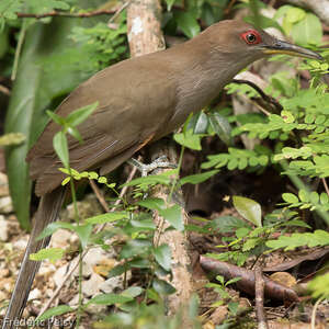 Tacco de Porto Rico