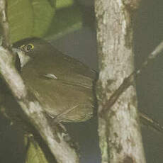 Tangara cornichon