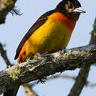 Tangara flamboyant