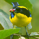 Tangara somptueux