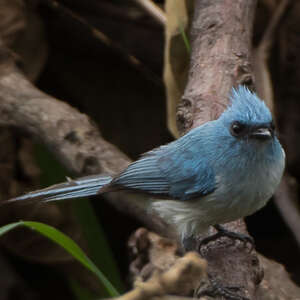 un oiseau Martin 02 janvier trouvé   par  Ajnc Tchitrec.bleu.frpe.1p
