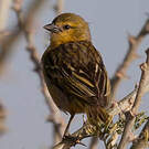Tisserin minule