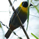 Tisserin nélicourvi Ploceus nelicourvi