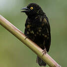 Tisserin noir